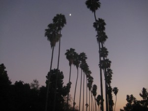 Palm Trees Los Angeles